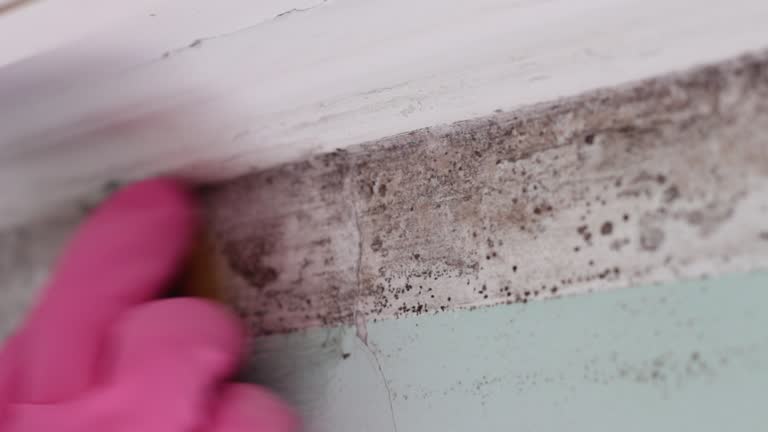 Trusted Pine Air, FL Mold Removal Experts